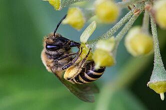 Efeu-Seidenbiene (Colletes hederae)