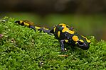 Feuersalamander