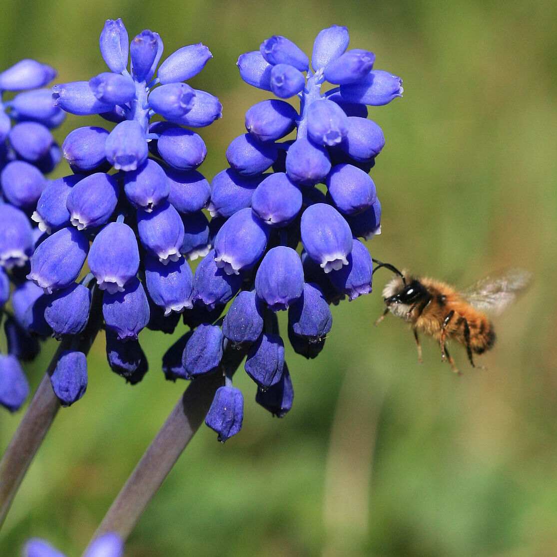 An Hummeln und Bienen denken und jetzt Frühblüher pflanzen BUND