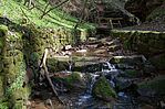 Typischer Lebensraum in der Klingenberger Schlucht