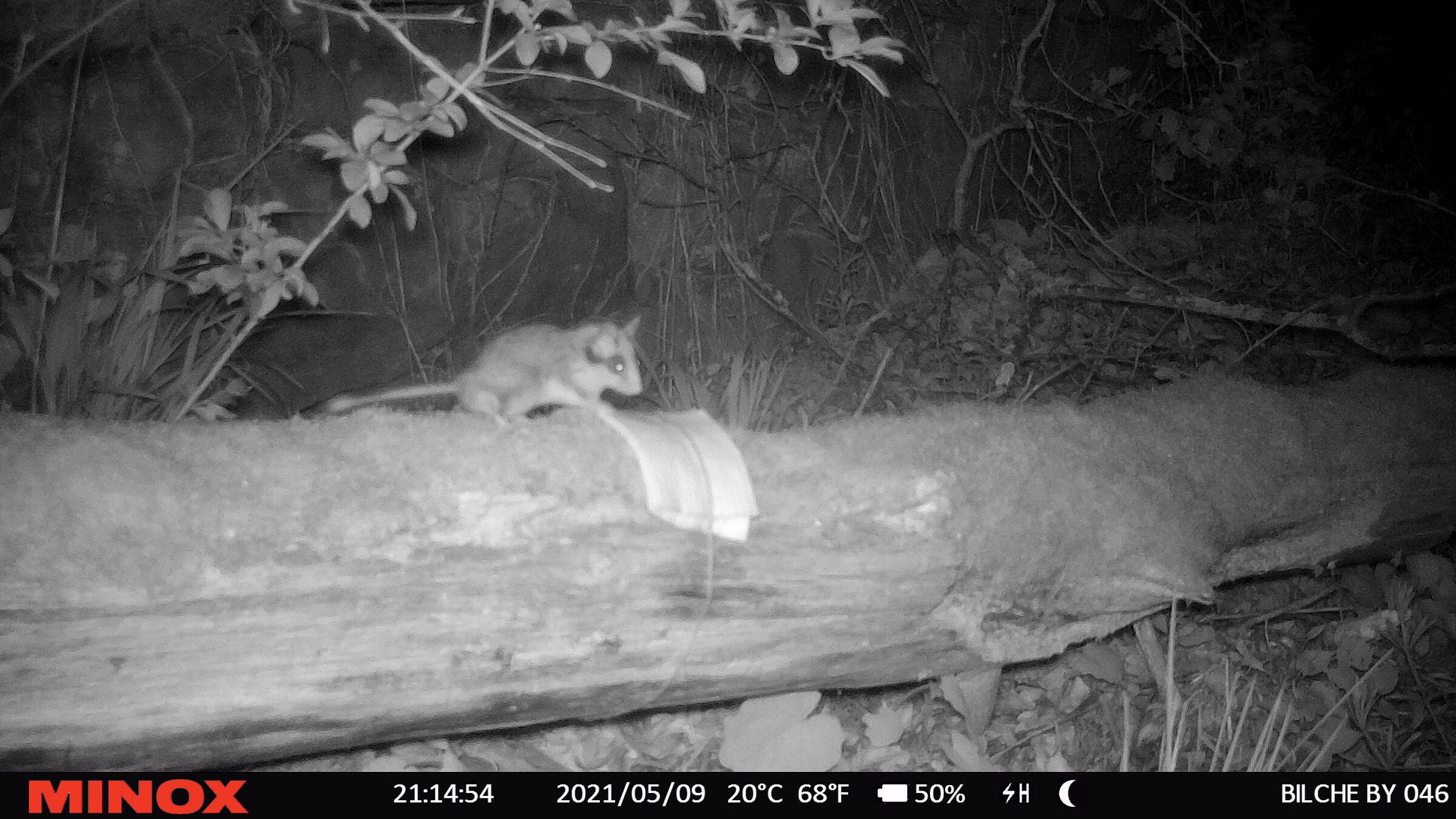 Gartenschläfer in Großheubach mit der Wildkamera fotografiert