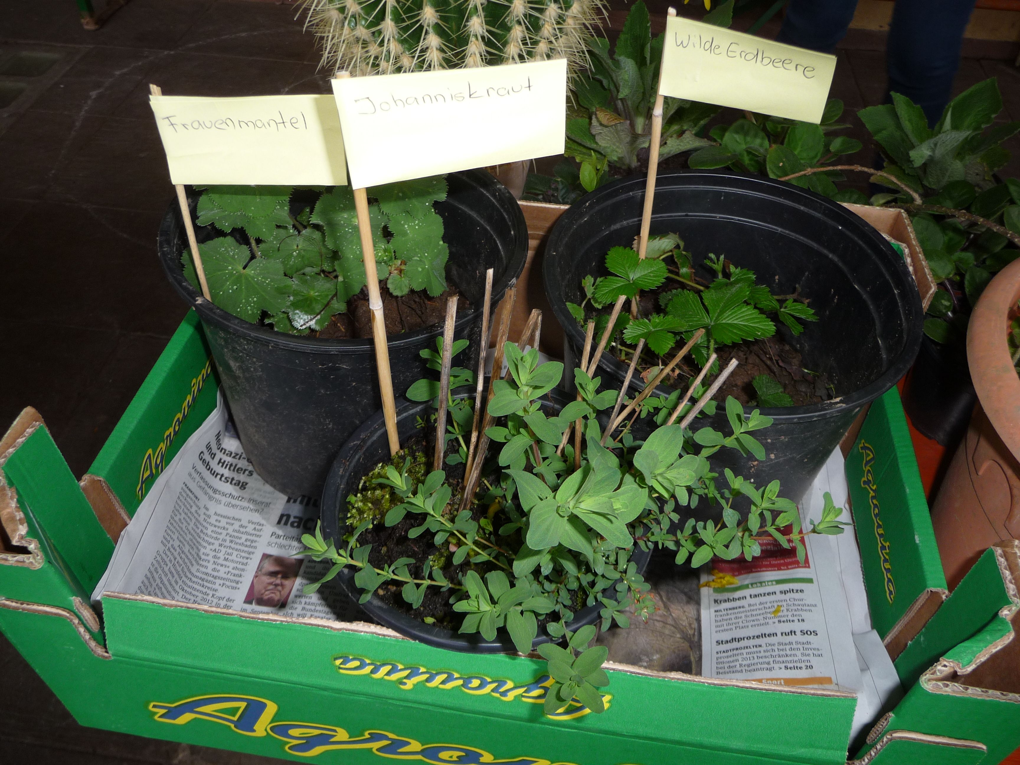 Pflanzenflohmarkt Erlenbach Pflanzenflohmarkt BN Kreisgruppe Miltenberg
