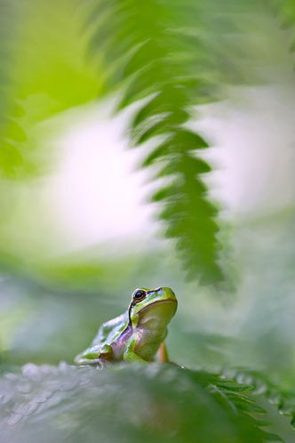 tree frog Hyla arborea