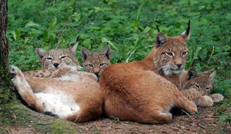 Luchs mit Jungtieren (Foto: Willner)