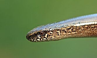 Blindschleiche im Portrait