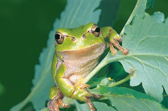 Laubfrosch Laubfrosch