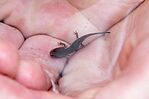 Larve des Feuersalamanders