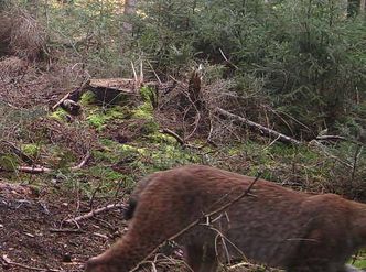 Fotofallen-Aufnahme aus dem Spessart (Bay. Staatsforsten)
