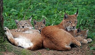Luchs mit Jungtieren (Foto: Willner)