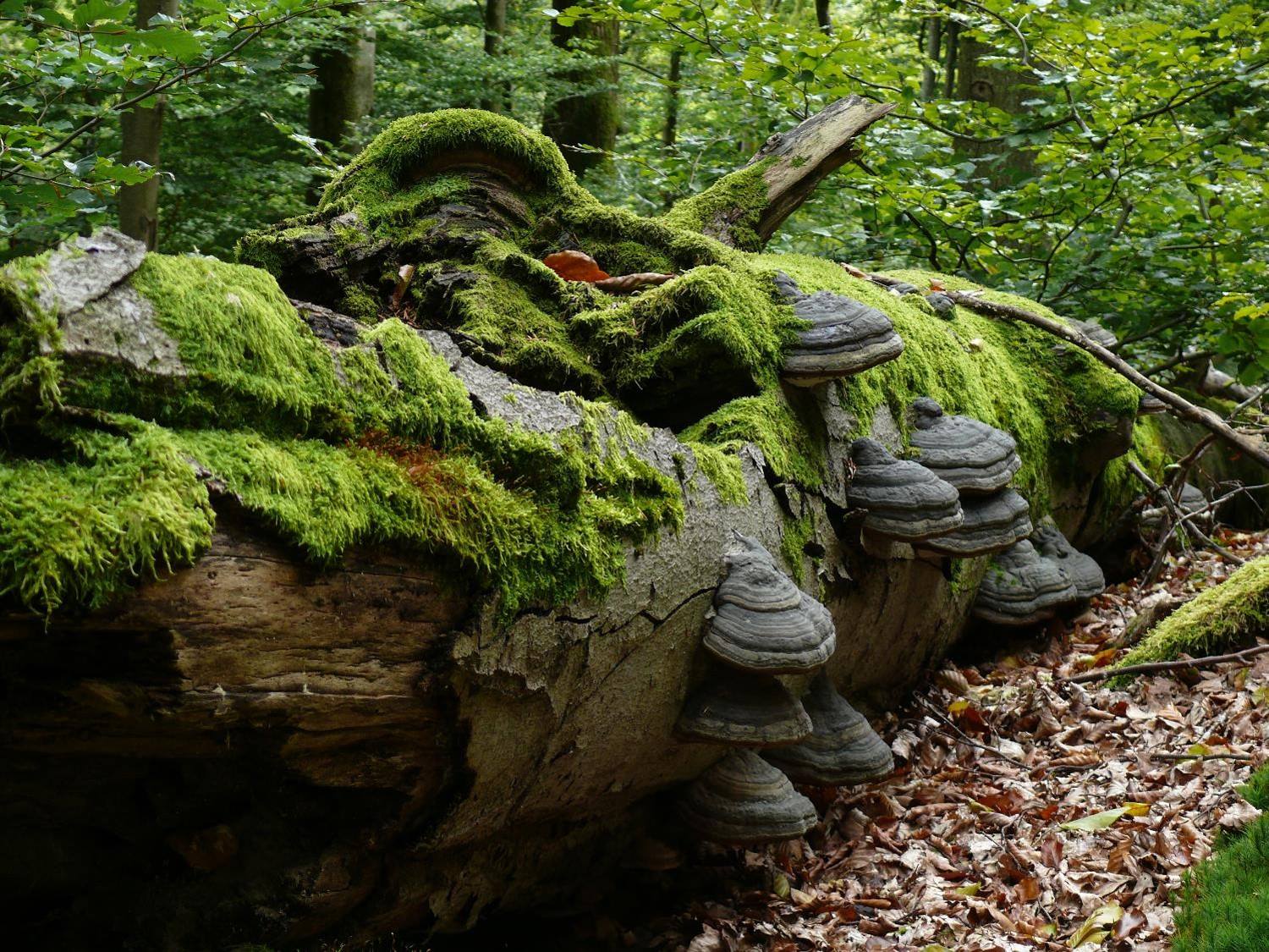 Home BUND Naturschutz in Bayern e.V.