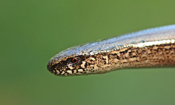 Blindschleiche im Portrait