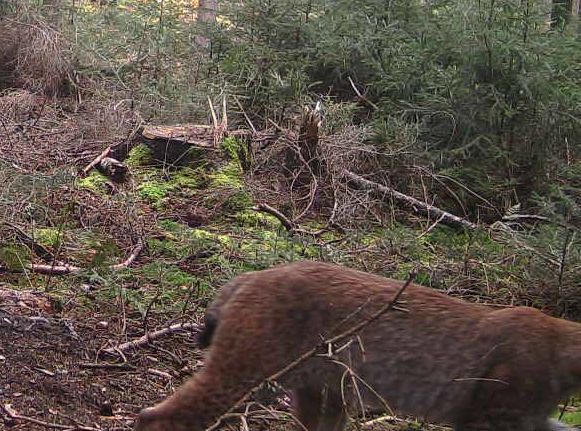 Fotofallen-Aufnahme aus dem Spessart (Bay. Staatsforsten)